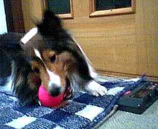 �{�[����D��