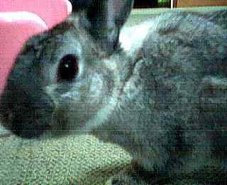 �������̂o�����