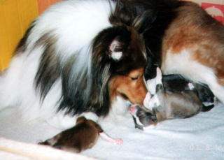 �o�Y�̗���