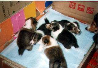 �q�������傫���Ȃ����ł����