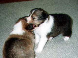 �u�ς����I�v���Č��H�������I�I