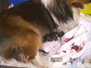 �܂邿���o�Y13