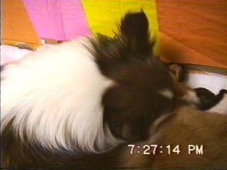 �܂邿���o�Y19