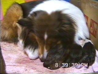 �܂邿���o�Y20