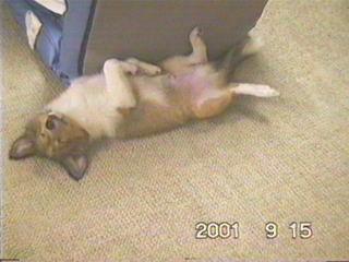 �˂��I���I�����