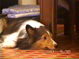 ���������i����͈Ⴄ���I�j