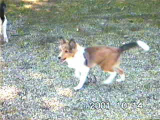 �ꂨ������L�X