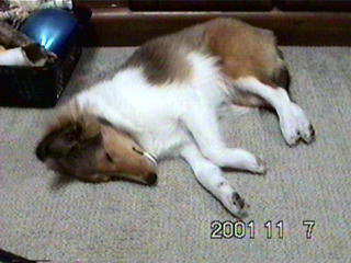 �ꂨ��(-_-) zzz