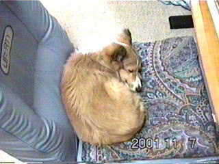 �ށ[�͐Q�ĂĂ��u�j�����v