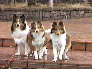 �͂��|�[�Y��