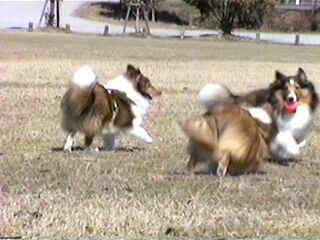 �V�ڂ��V�ڂ���