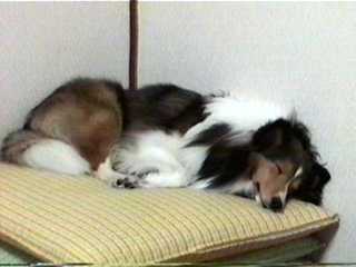 ���킢���Q���