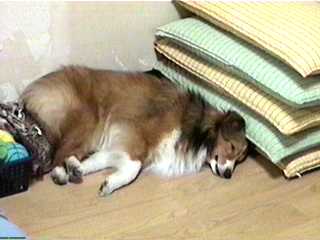 �ڂ��J���ĐQ�Ă܂��B�R���[�C�I(��)