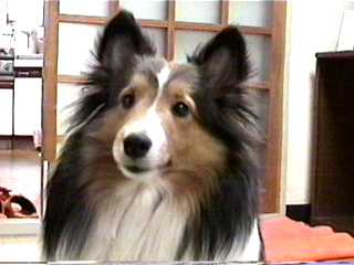 �ꂨ���Ă΁B�B�B