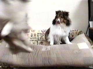 ���ł郏���R�I