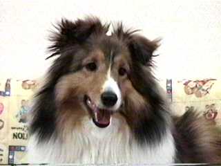 ���킢���f�V����