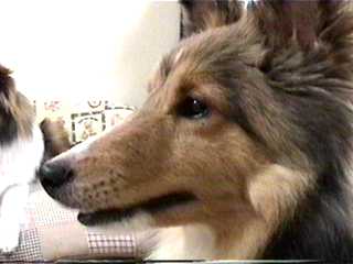 �L�����b�I