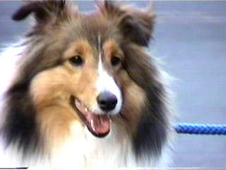 �ڂ����J�����ڐ��������ł����