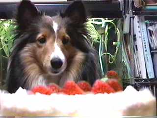 �����́A�R�΂̒a������