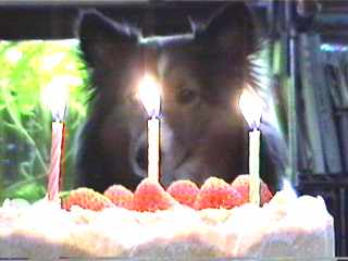 �������̃P�[�L�ŁA���j���ł��B