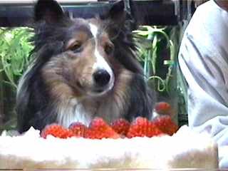 ���[�\�N�̉����E�E�E