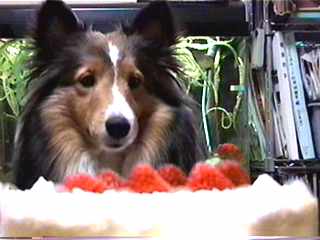 �Ƃ���ŁA�܂邿���A�P�[�L�́H