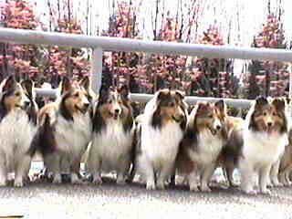 �Ƃ��Ă��Y��ŕs�v�c�Ȗ؁B