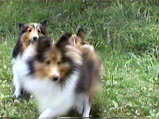 ���b�^�l�I