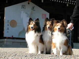 �G�w�w��o�b�`���ł����