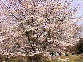 �����J��_(^��^)�^