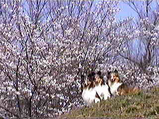 �͂��`�[�Y�I