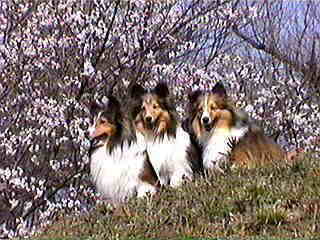 �����̌����H