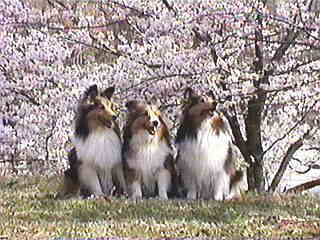 �u�z���g�L���C�˂��v