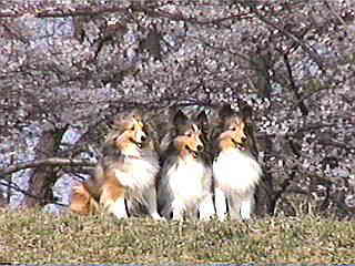 �������̐Ԃ����I