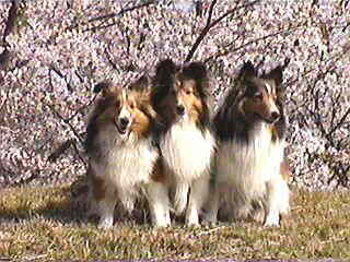 ���܂ɂ́Bd(^-^)�l��(��)