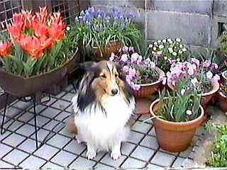 �s���N�̂́u���C�I�����b�N�v