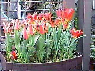 ���̉��������킢���f�V����