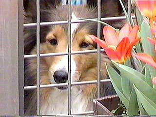 �C�a�����I