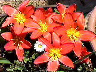 ������ƃR�������I(��)