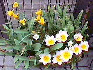 ���́u�t���C�v�i��΁j