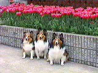 �t�͂���ς�I