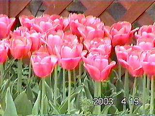 �Ƃ��Ă��L���C�I