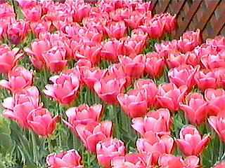 ���ߏ�������r�b�N���ł��B�i�΁j