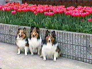 ����A�z���g�I�i�΁j