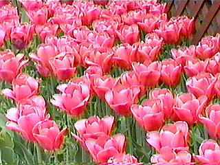 �Ԃ≩�F���L���C�ł��B�i�΁j