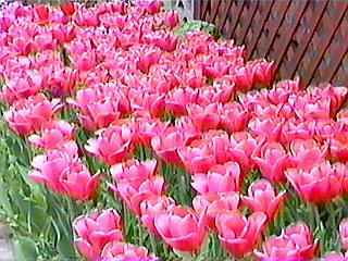 �v�킸�̂��o���Ă��܂��܂��B(^^�U�|��