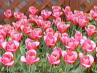 �ł��@��N�����̂��E�E�E