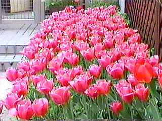 ��ς�����I