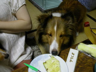 �C�^�_�L�}�V�^(^_^)v