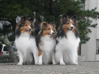 �ǂ��������Ă�́I�i�΁j